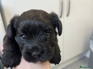 Mixed Breed dogs Cockatoo terrier cross male puppy - Advert 1