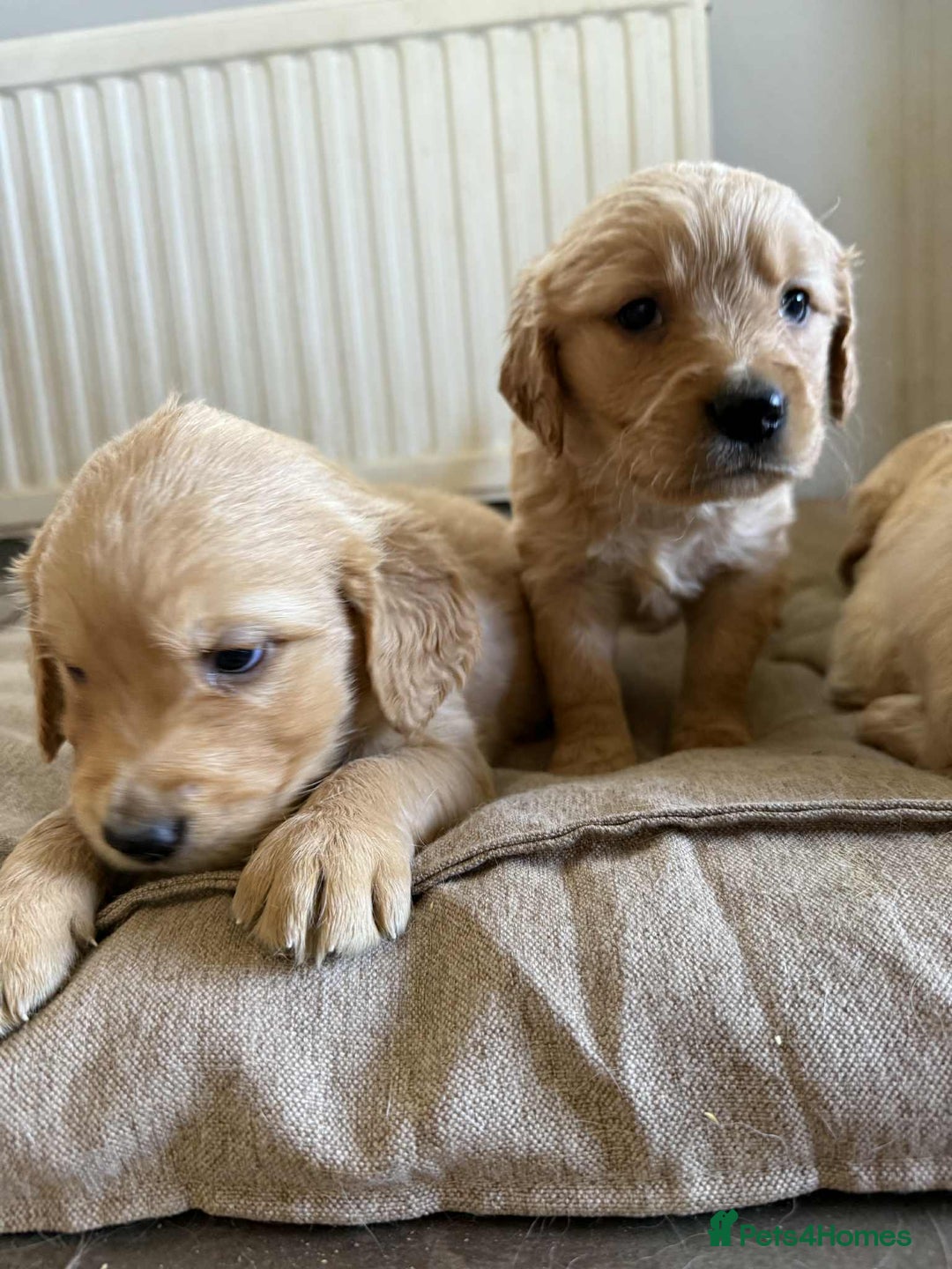Golden Retriever dogs for sale: Stunning Top Quality Lines Golden Retriever Pups - Image 8