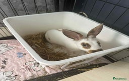 Rex rabbits for sale: Rex female ready to go immediately  - Image 5