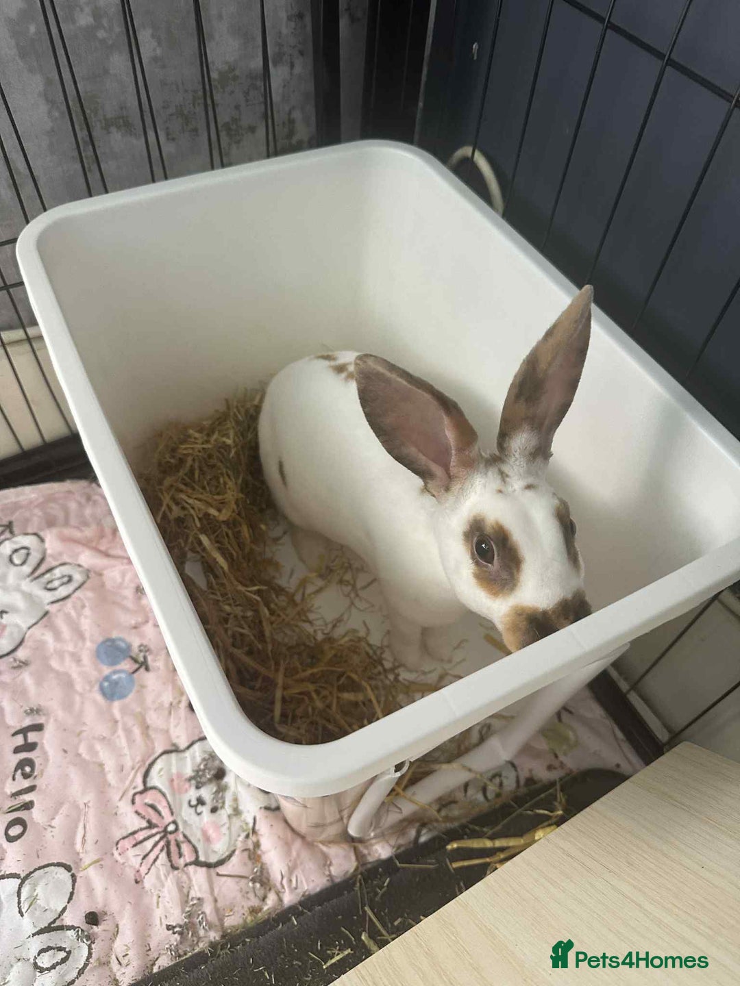 Rex rabbits for sale: Rex female ready to go immediately  - Image 5
