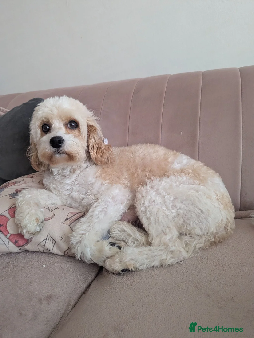 Cavapoochon dogs for sale: Cavapoochon puppies  - Advert 1
