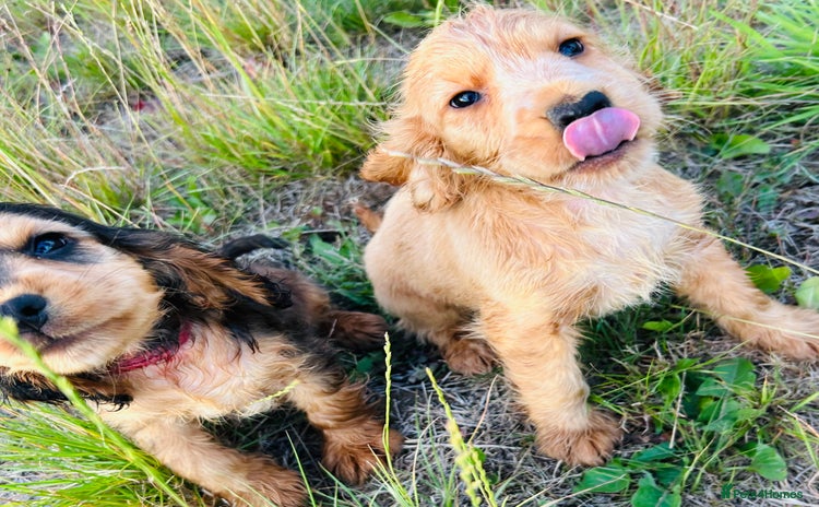 Cocker Spaniel dogs - Advert 16