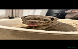 English Bulldog dogs for sale: Pablo - Image 8