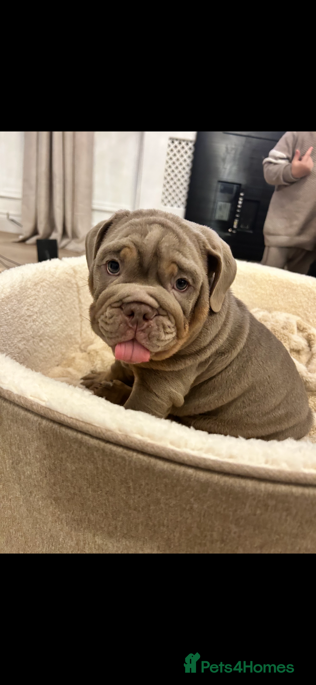 English Bulldog dogs for sale: Pablo - Image 8