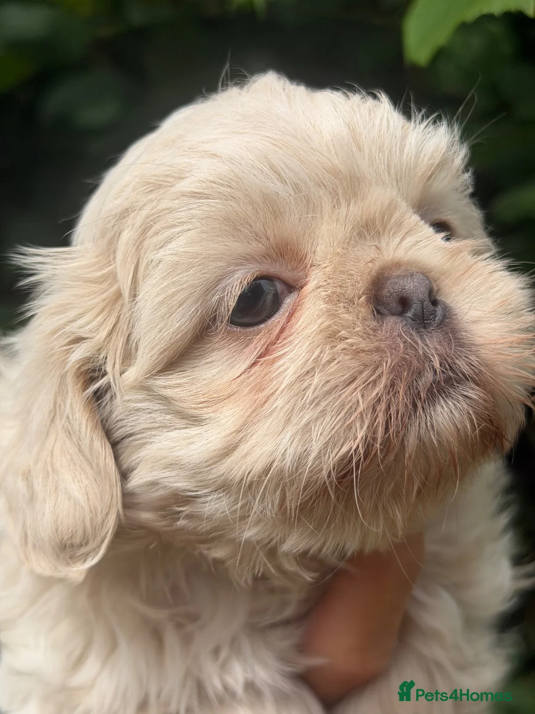 Shih Tzu dogs for sale: Stunning shihtzus  - Advert 2