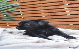 Labrador Retriever dogs for sale: KC Registered Black and Chocolate Labradors - Image 3
