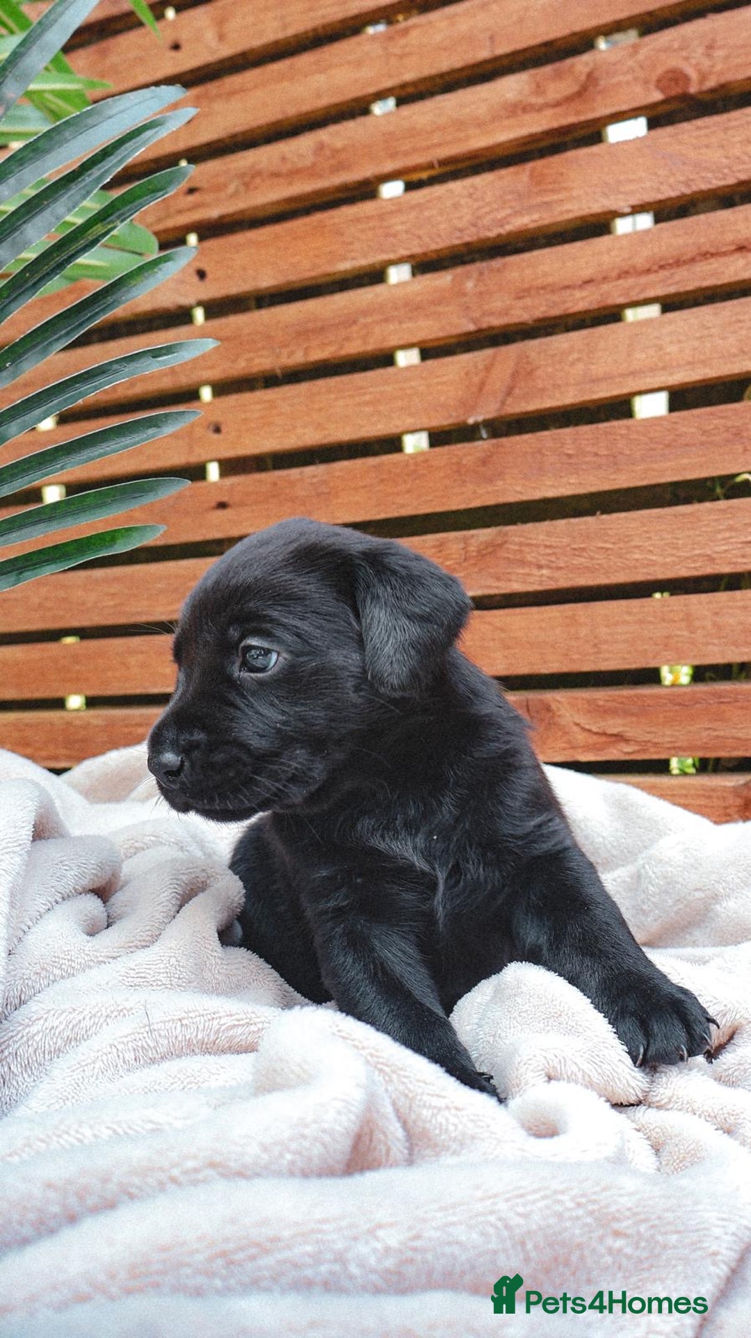 Labrador Retriever dogs for sale: KC Registered Black and Chocolate Labradors - Image 3