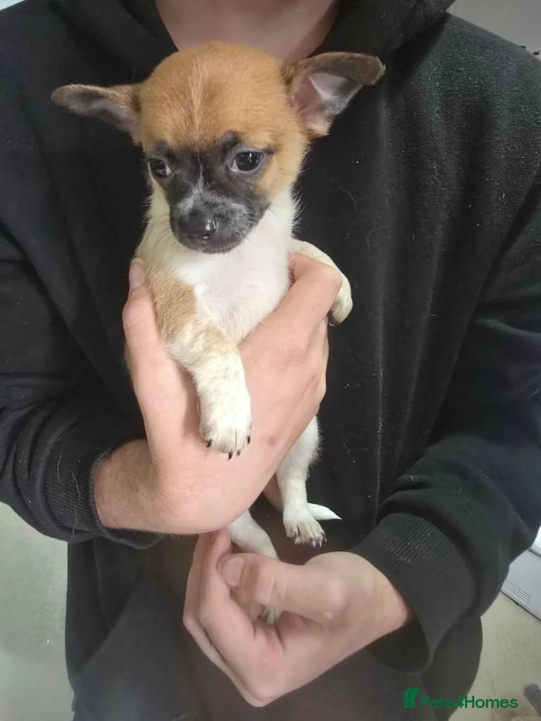 Chihuahua dogs for sale: Chihuahua puppies available in Solihull - Advert 2