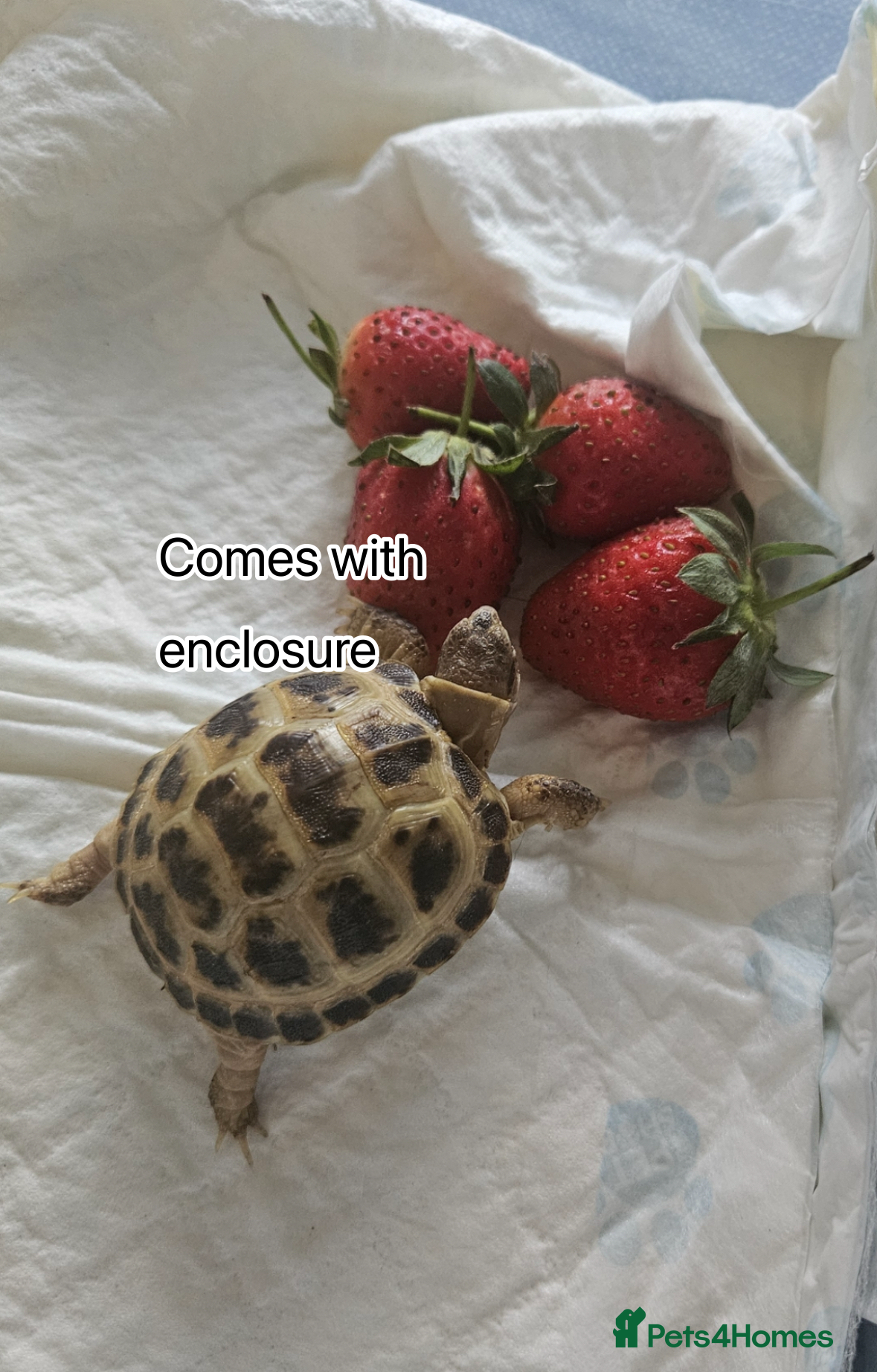 Tortoise reptiles Baby Horsefield tortoise available with set up - Advert 18