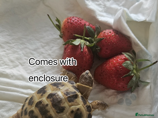Tortoise reptiles Baby Horsefield tortoise available with set up - Advert 13