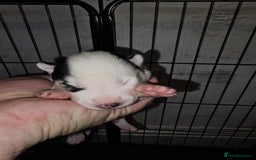 Siberian Husky dogs for sale: Siberian husky puppies  - Image 6