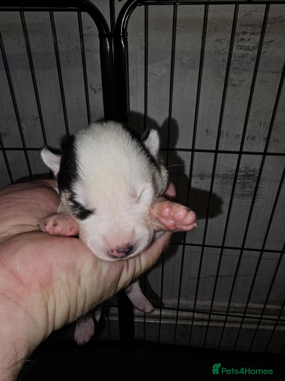 Siberian Husky dogs for sale: Siberian husky puppies  - Image 6
