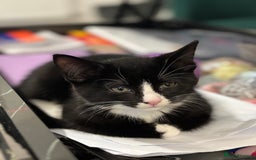 Domestic Shorthair cats for sale: Healthy 12-Week-Old Kittens — (Wormed, Ready Now!) - Image 19