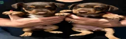 Parson Russell dogs for sale: PARSONS  RUSSELL TERRIER  PUPPIES FOR SALE - Advert 5