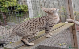 Savannah cats for sale: Pedigree Early generation TICA Reg Savannah Lady in Darlington - Image 14