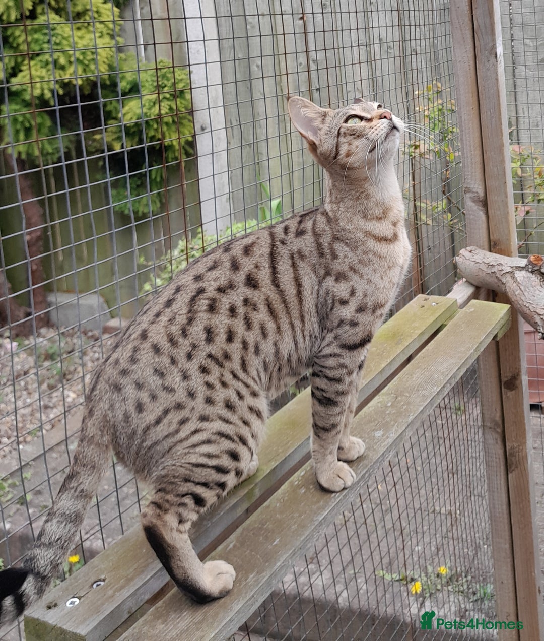 Savannah cats for sale: Pedigree Early generation TICA Reg Savannah Lady in Darlington - Image 14