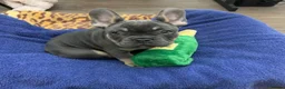 French Bulldog dogs for sale: French bulldog  - Advert 3