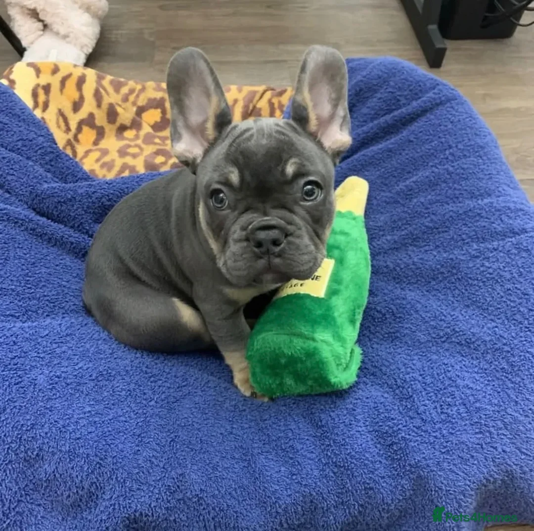 French Bulldog dogs for sale: French bulldog  - Advert 3
