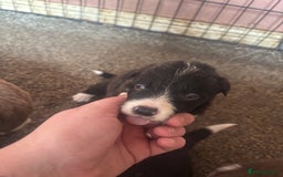 Border Collie dogs for sale: Beautiful pups B&W / R&W  - Image 5