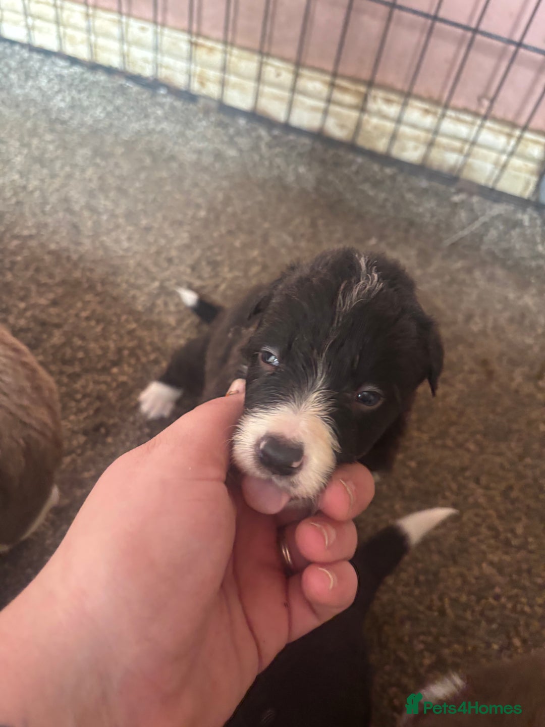 Border Collie dogs for sale: Beautiful pups B&W / R&W  - Image 5