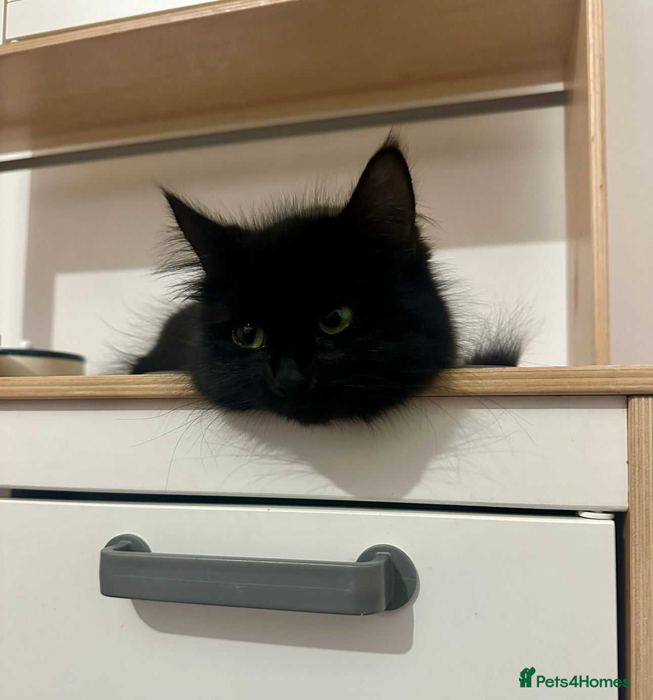 Mixed Breed cats 1 year old Black Long Haired kitty. - Advert 1