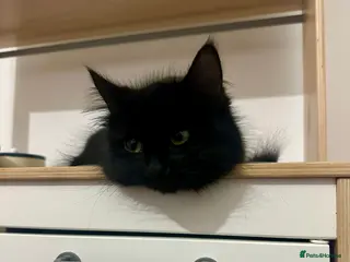Mixed Breed cats 1 year old Black Long Haired kitty. - Advert 14