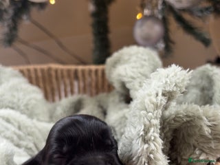 Cocker Spaniel dogs 100% sable show cockers - Advert 3