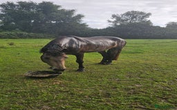 Andalusian horses for sale: Full or Part Loan - Advert 16