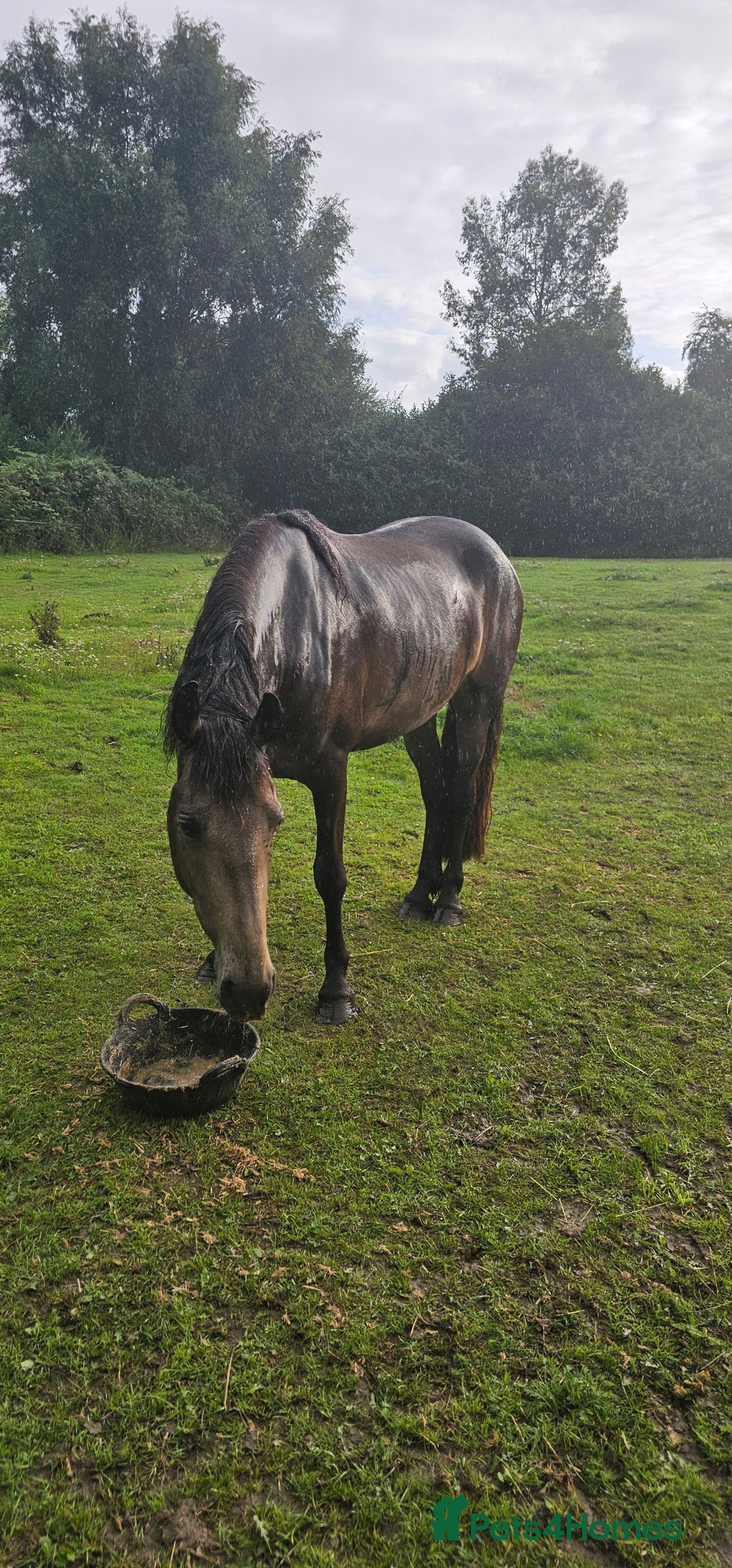 Andalusian horses for sale: Full or Part Loan - Advert 16