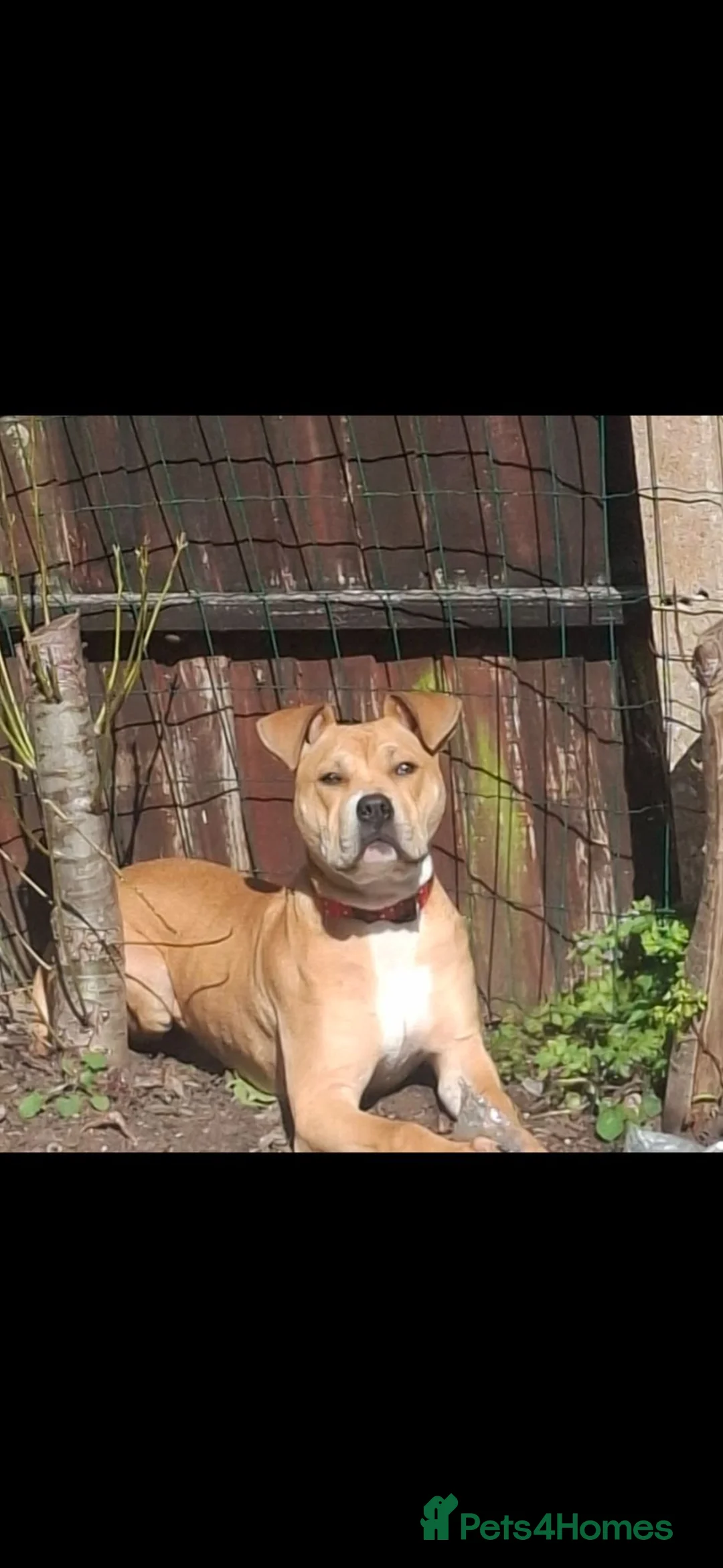 Staffordshire Bull Terrier dogs for sale: Poppy! (8 months) in Malvern - Advert 5
