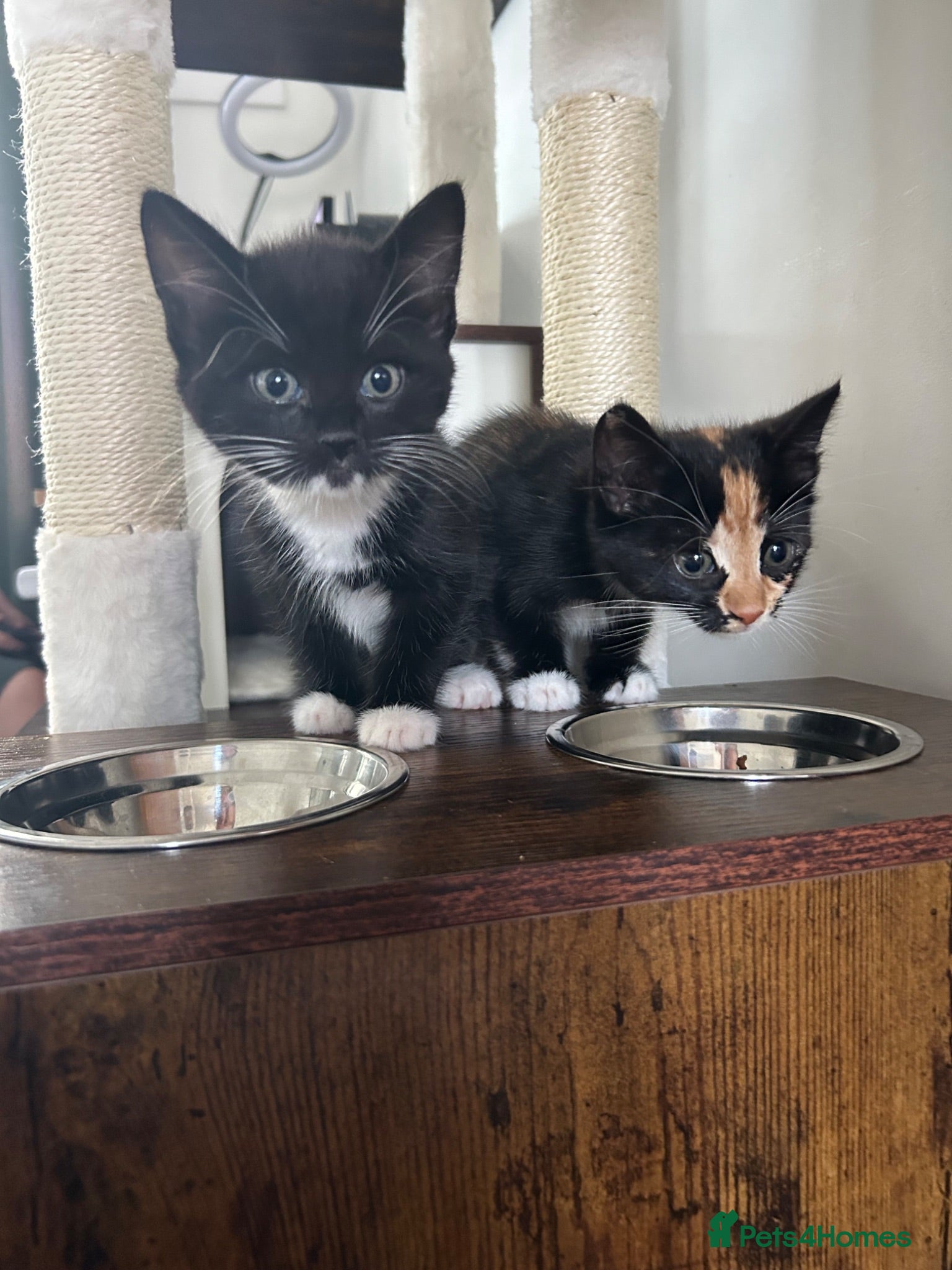 Domestic Shorthair cats Kitties to rehome with EVERYTHING INCLUDED  - Advert 1