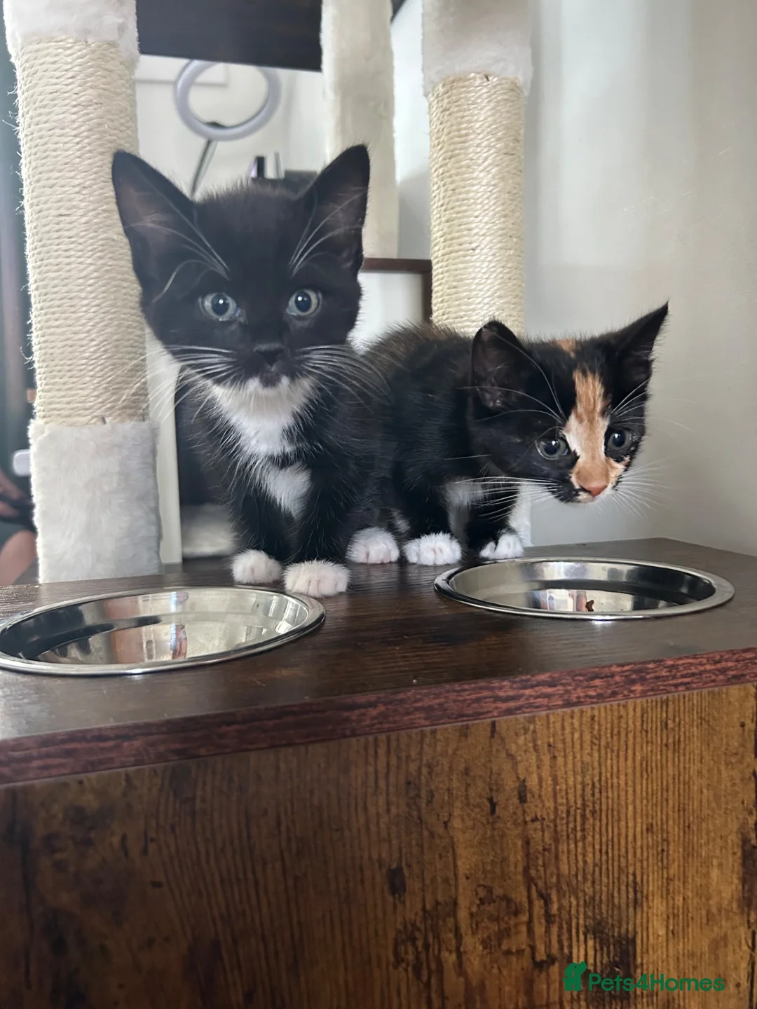 Domestic Shorthair cats for sale: Kitties to rehome with EVERYTHING INCLUDED  - Advert 1