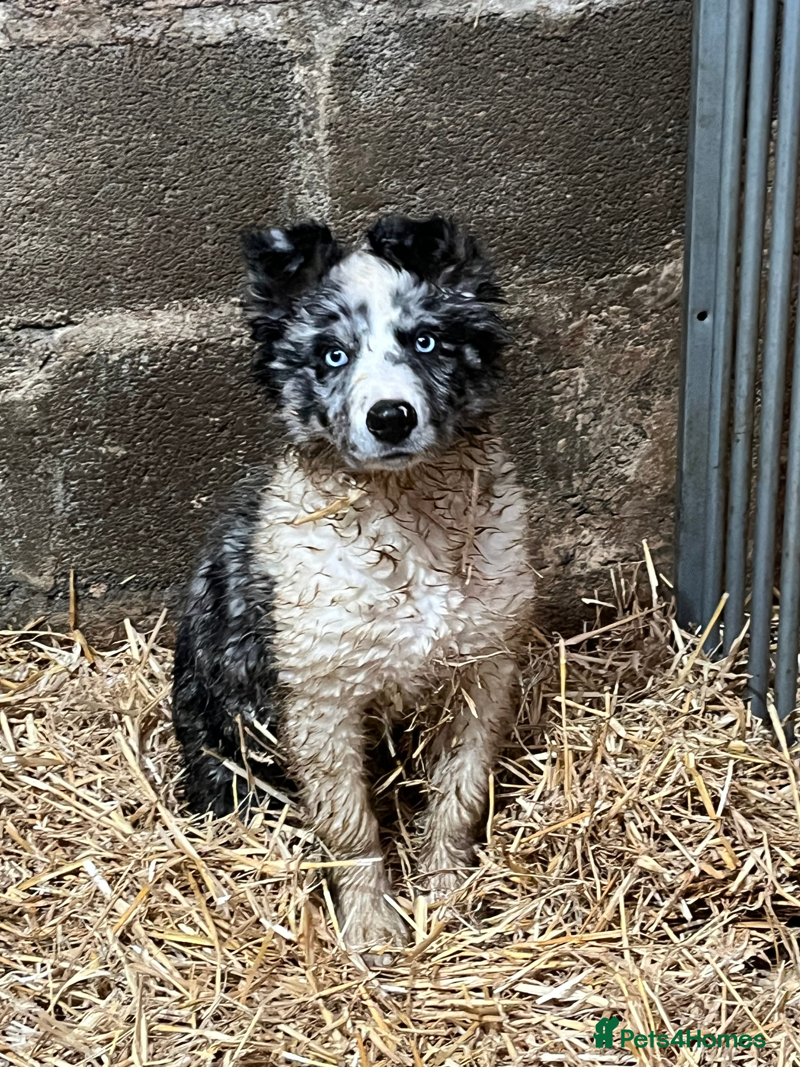 Border Collie dogs Blue merle x border collie  - Advert 1