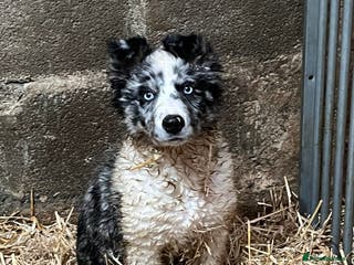Border Collie dogs Blue merle x border collie - Advert 1