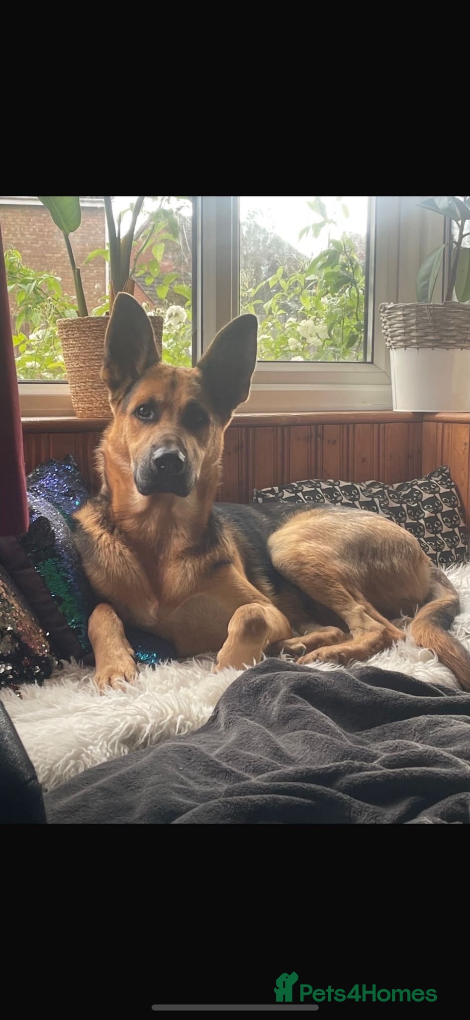 German Shepherd dogs Bailey - Advert 13