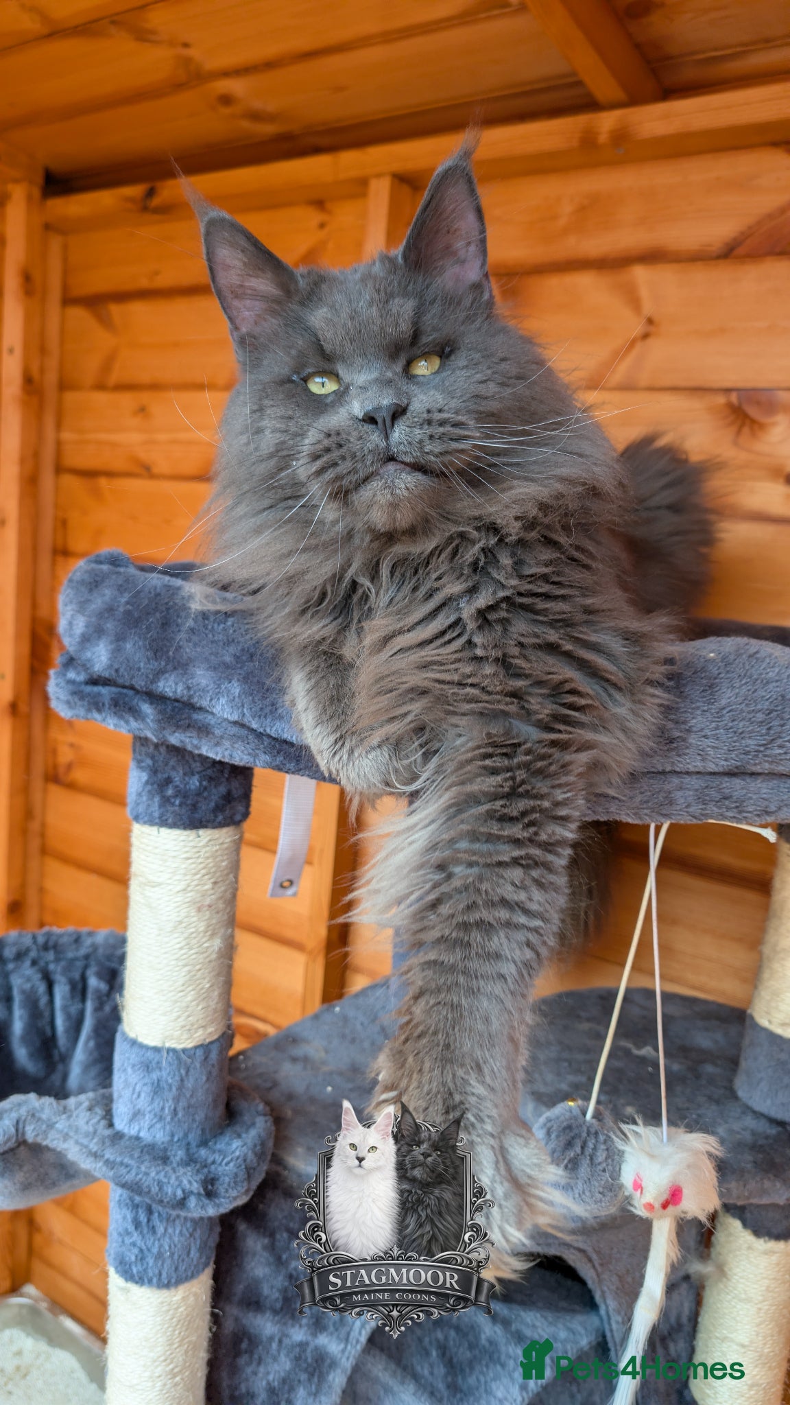 Maine Coon cats Large Blue Smoke Stud GCCF / TICA registered  - Advert 1