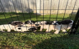 English Springer Spaniel dogs for sale: 🏆 KC REG BOY READY TO LEAVE 🏡🏆 - Image 3