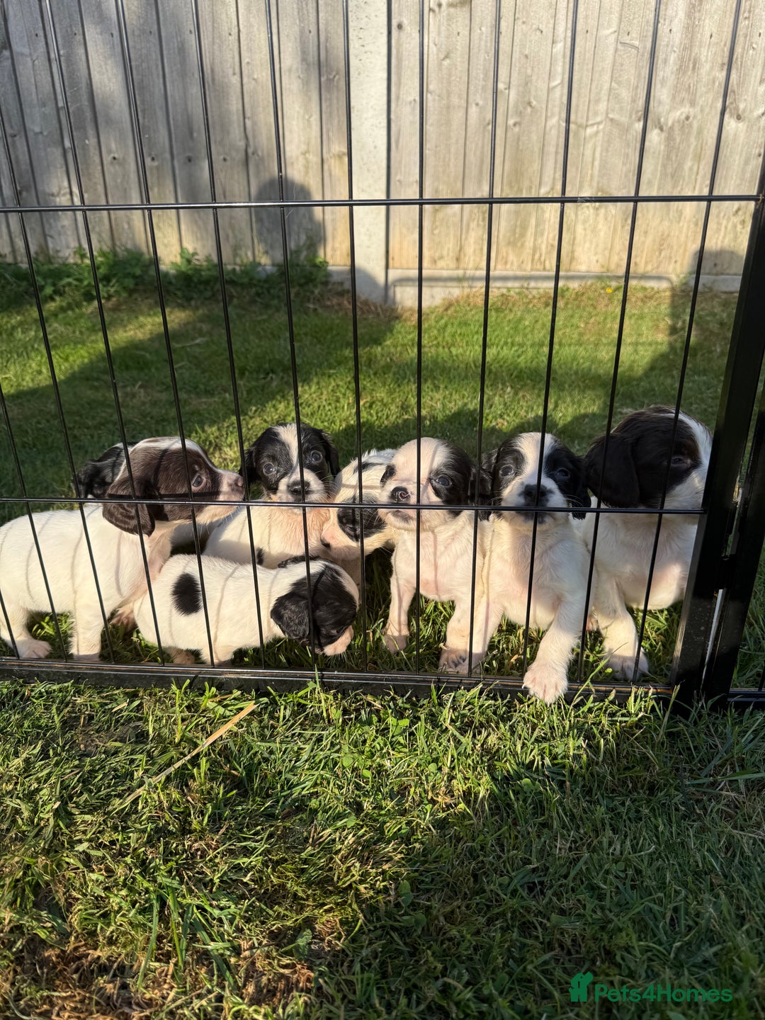 English Springer Spaniel dogs for sale: 🏆 KC REG BOY READY TO LEAVE 🏡🏆 - Image 3
