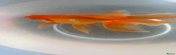 Goldfish fish for sale: Gold Fish cold water Essex in South Ockendon - Advert 5