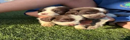 Cocker Spaniel dogs for sale: Cocker spaniel puppies 4boys 2girls  - Advert 7