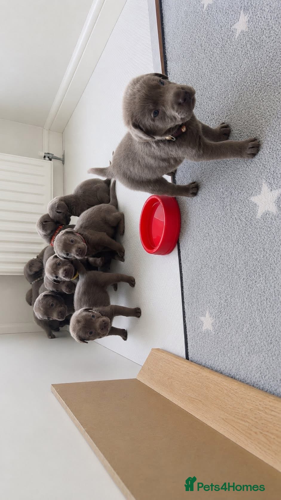 Labrador Retriever dogs for sale: KC registered Silver Labrador puppies  - Advert 14