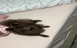 Pomeranian dogs for sale: Chocolate Pomeranian  - Image 5