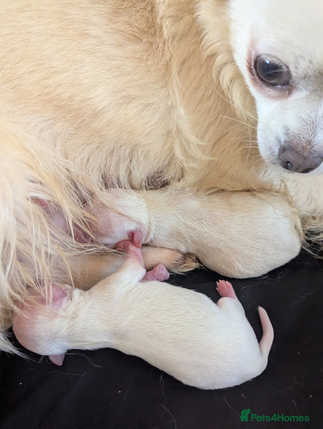 Chihuahua dogs for sale: 2 female chihuahuas  - Image 10