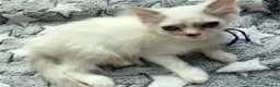 Ragdoll cats for sale: 5 Fluffy PureBred Ragdolls  - Advert 16