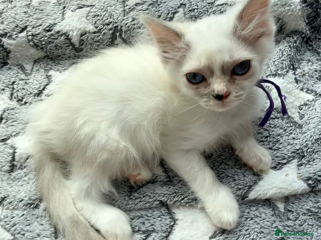 Ragdoll cats for sale: 5 Fluffy PureBred Ragdolls  - Advert 16