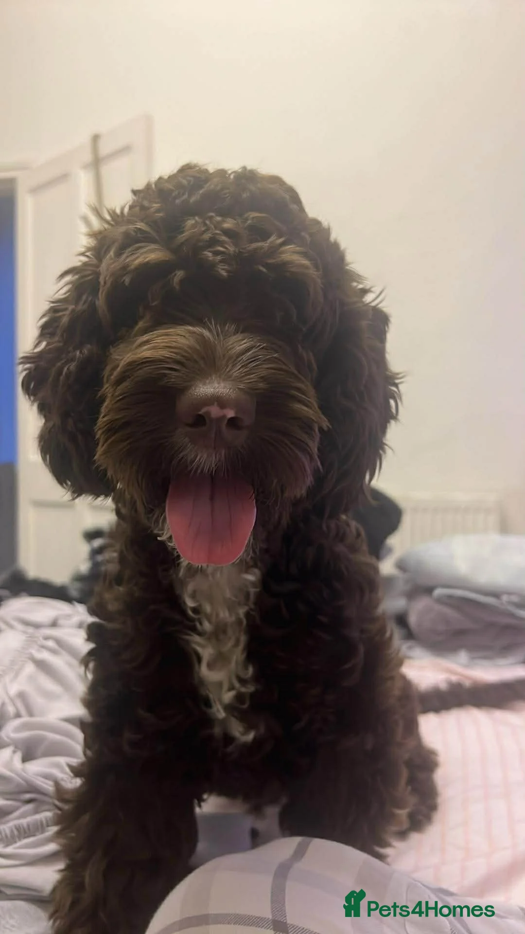 Cockapoo dogs for sale: Miss  in Keighley - Advert 3