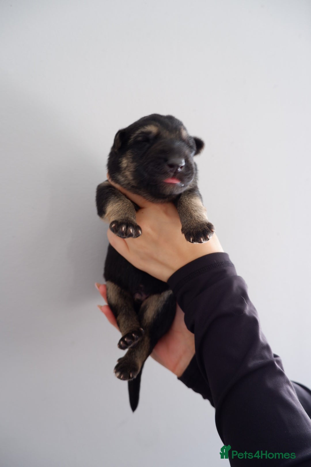 German Shepherd dogs for sale: 7 CHUNKY GERMAN SHEPHERD PUPPIES KC REGISTERED - Image 14