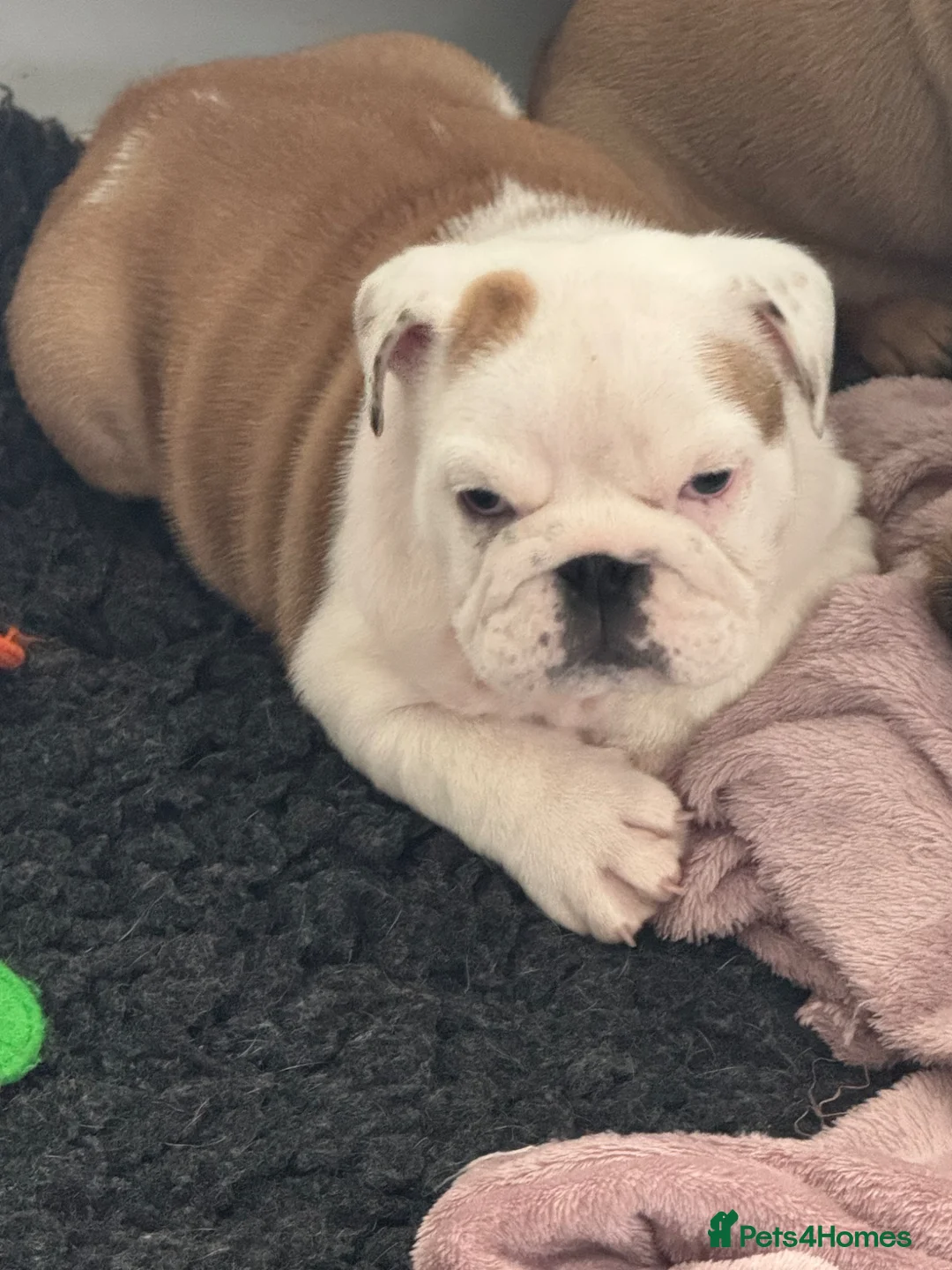 English Bulldog dogs for sale: KC REG Red and White Traditional  Bulldog Puppies  - Advert 2