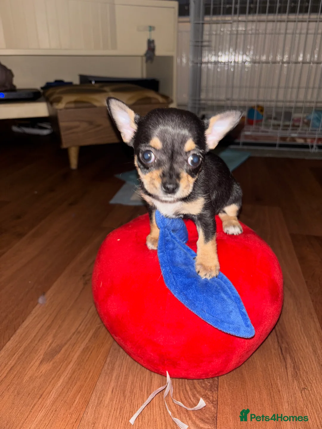 Chorkie dogs for sale: Chorkie Girls - Advert 5