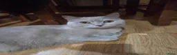 Scottish Fold cats for sale: Kittens Scottish straight blue boy and girl in Nottingham - Advert 26